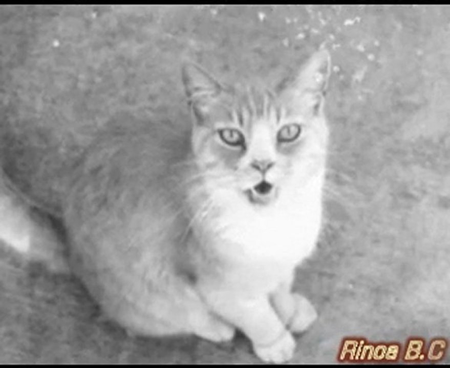 -A Cat's Symphony-