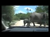 Elephants contre voiture (Kruger Park)