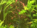 Platy d'Aquarium