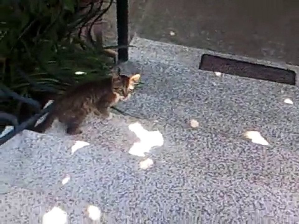 Overcute kitty