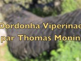 Dordonha Viperinae (Thomas Monin) HORIZON 2010 Sancy