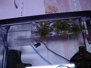 Contruction d'un nid de bulles de Betta Splendens