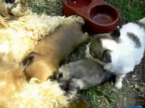 Nos bebes Chihuahua et Chi Apso