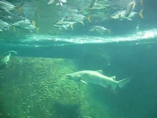 le bassin des requins