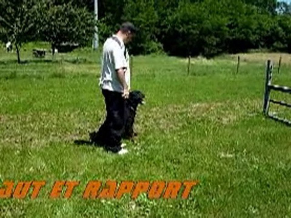 Rottweiler - Balzac demo fun