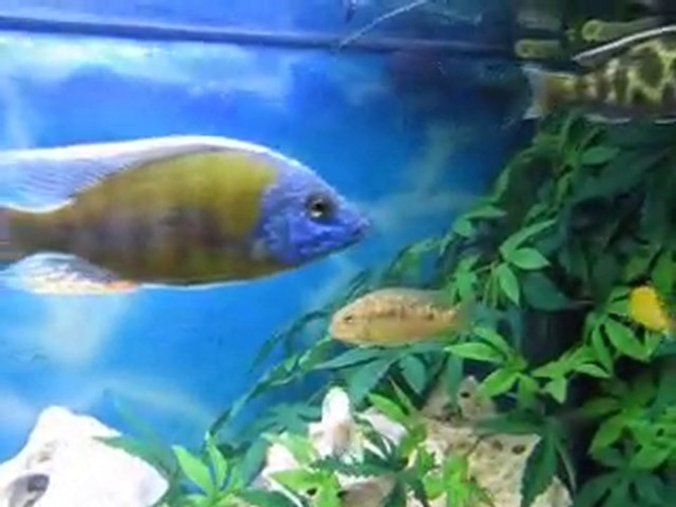 aquarium a cichlides