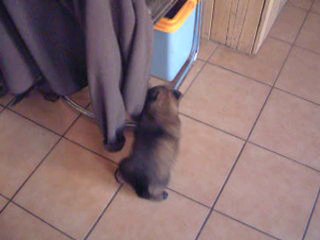 femelle tervueren de 1 mois