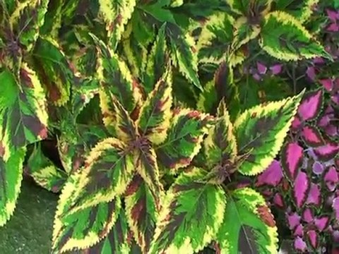 LAC MAJEUR LE JARDIN BOTANIQUE DE ISOLA MADRE