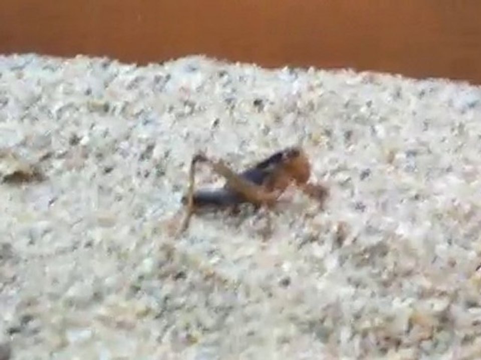 Disparition d'un criquet