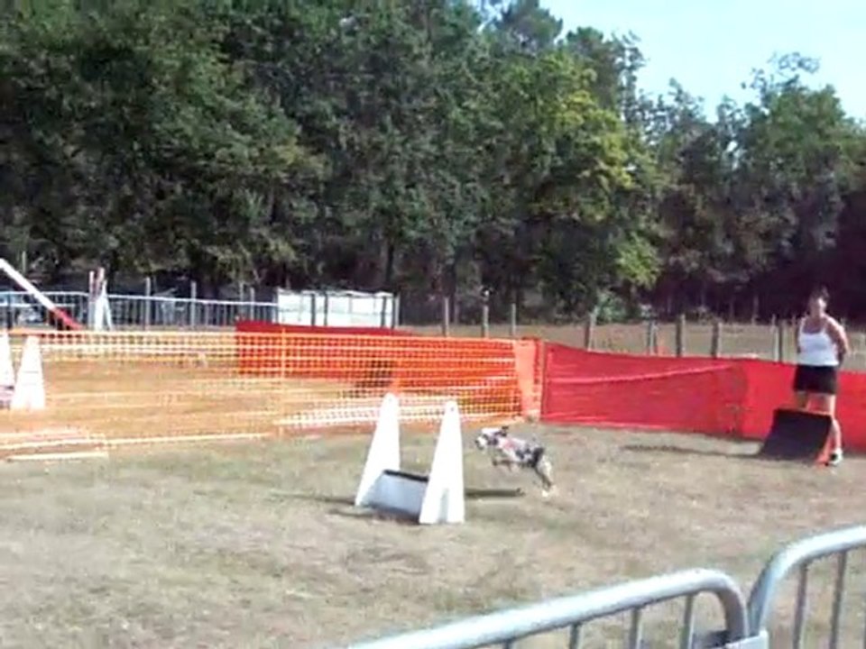 Dove tournois flyball au Mans 4 septembre 2010 2