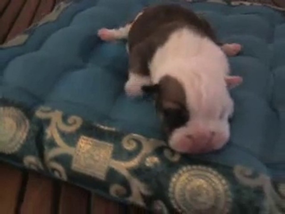 Vidéo0004