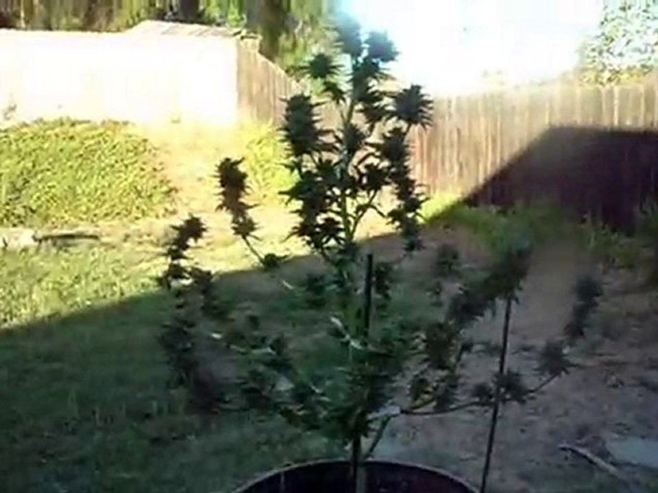 Harvesting Cannabis #8