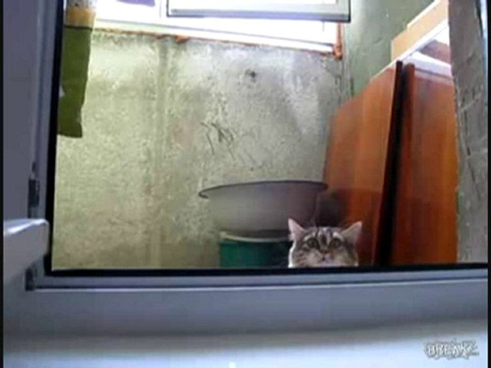 Le Chat Splinter Cell