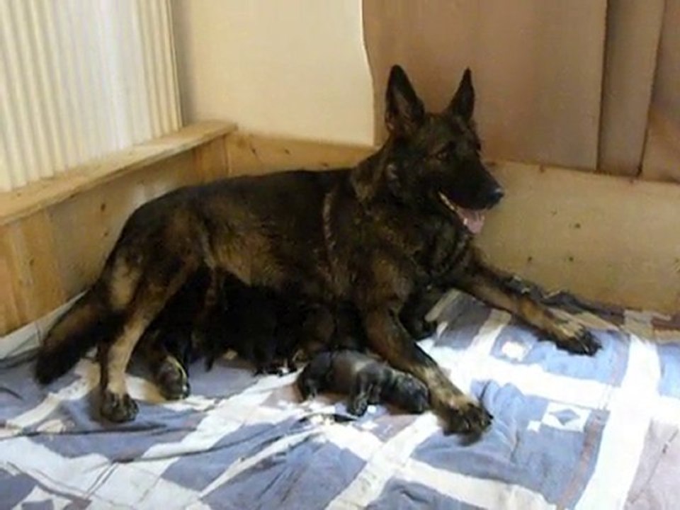 C-Wurf, 2. Tag, 05.09.2010