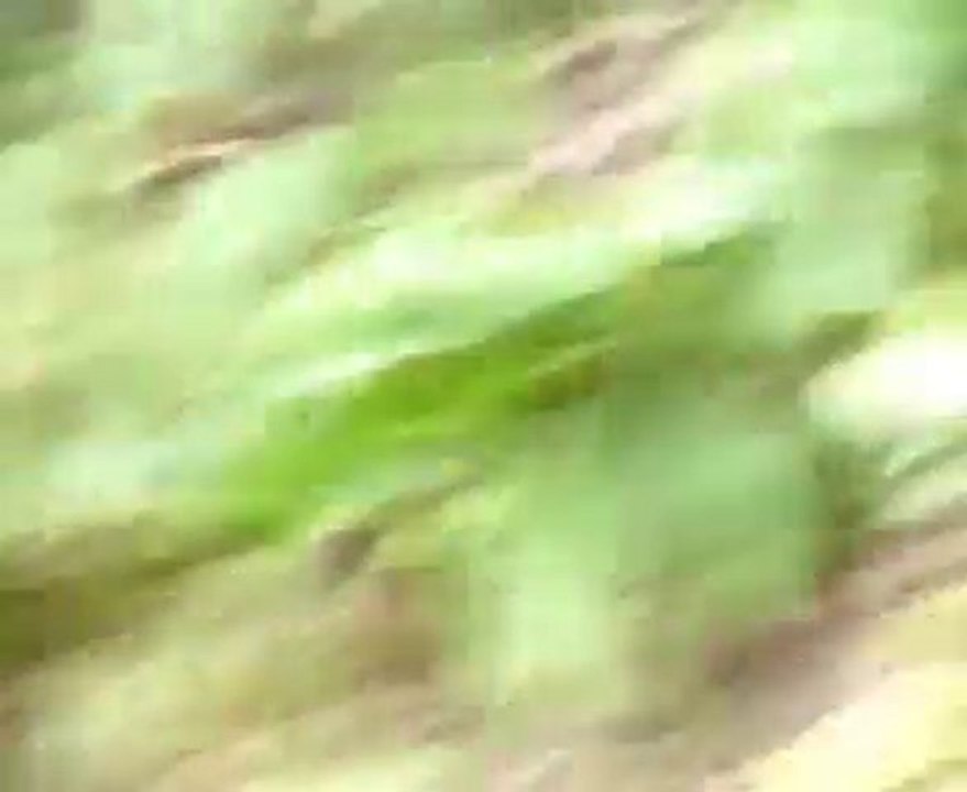 ESSAI