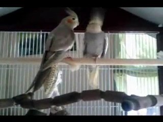 bonny et clyde