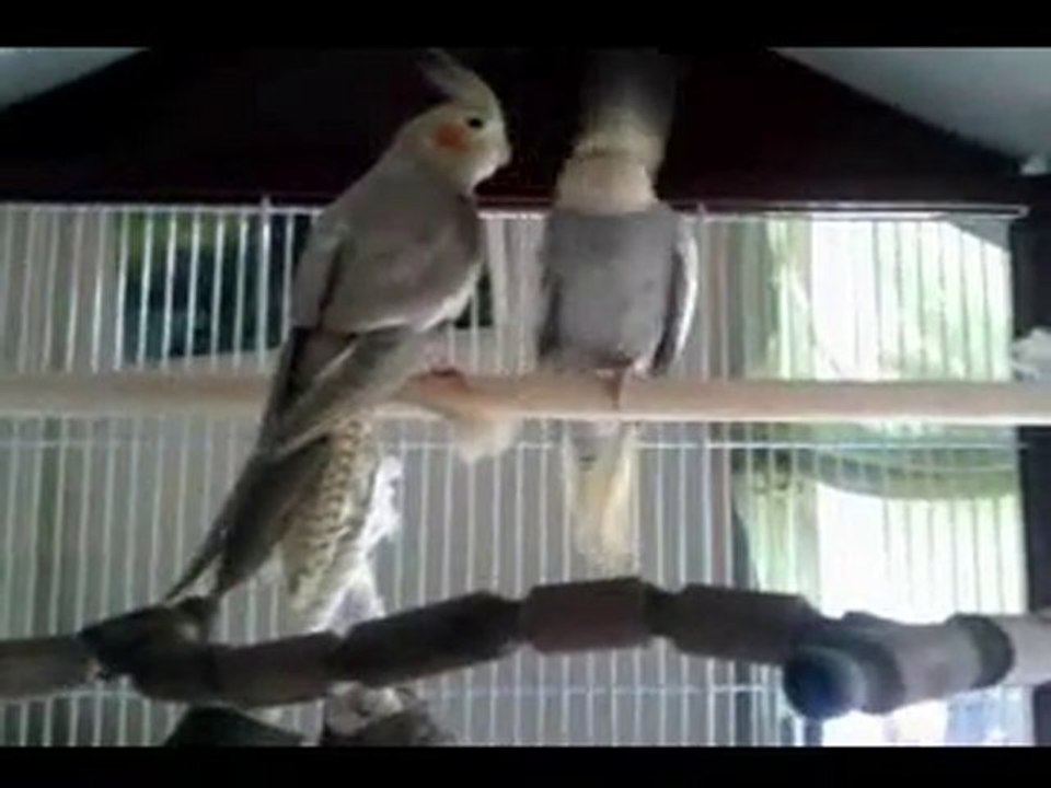 bonny et clyde