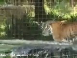 Tiger Splashing Around