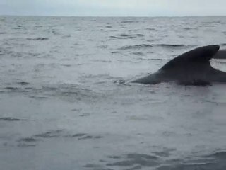Pilot Whales