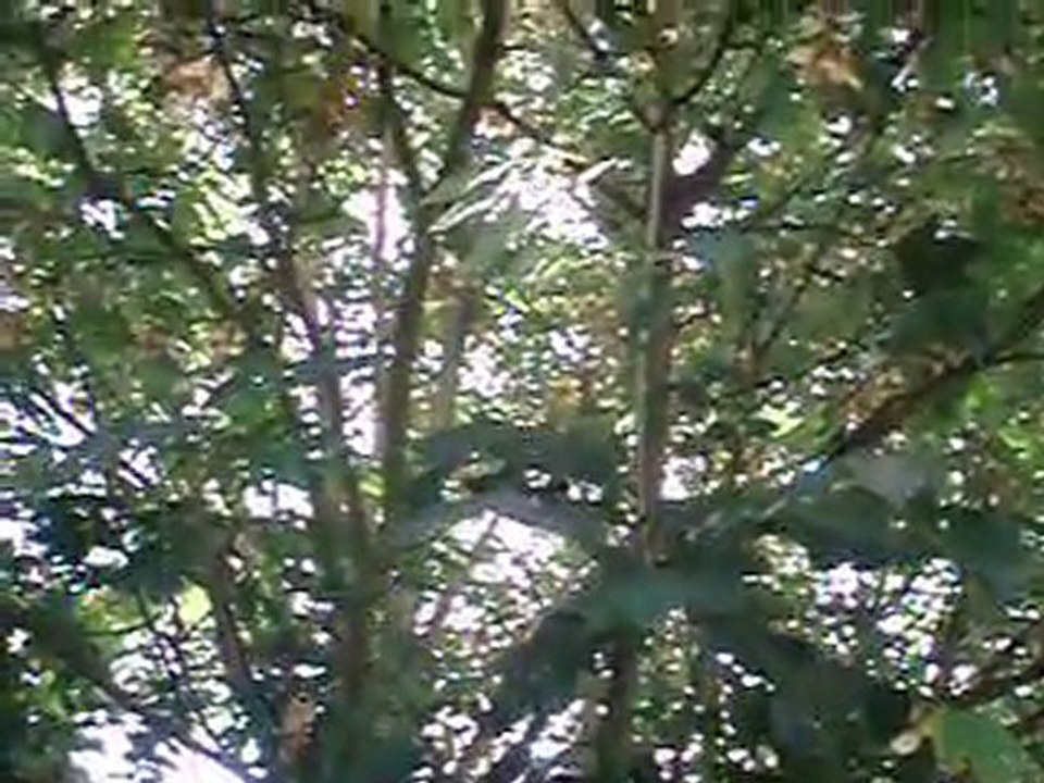 pépiement d'oiseau