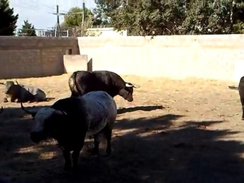 Toros de La Quinta pour Arles féria du riz