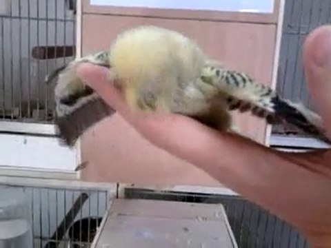 opaline gris-vert 3 sem