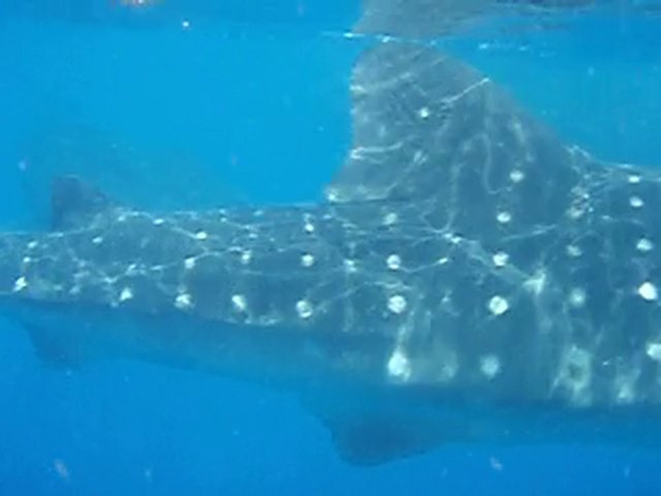 Whale sharks everywhere