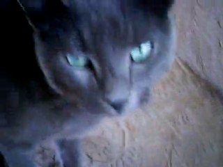 Minou Gris de la Fenouillère - 5 09 2010