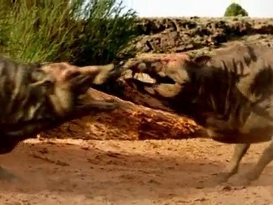 Marcher avec les animaux-Un monde de géant p1