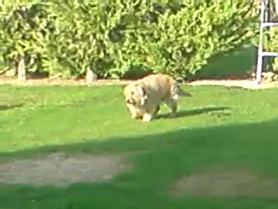 inteligence d'un chien