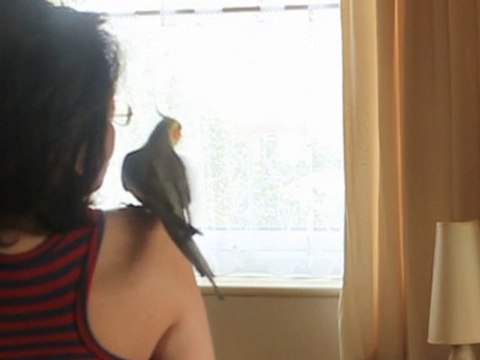 Canon 550D/T2i sample video slow motion (Toy Turtle)