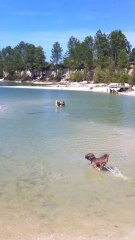 akita swim