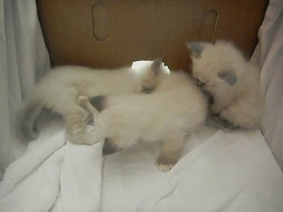 Chatons 2010