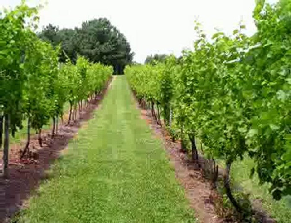 If Tomorrow Never Comes  - Engelbert Humperdinck