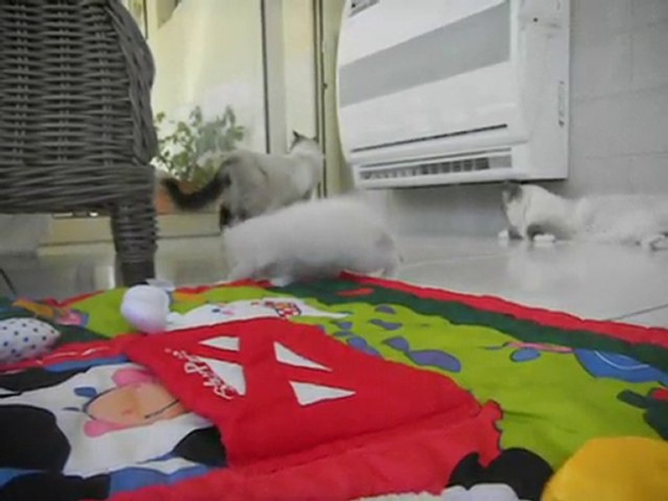 Chatons 2010 2