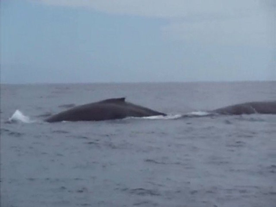 Baleines à bosses