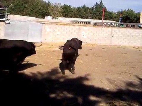 Toros pour la Goyesque d'Arles 2010
