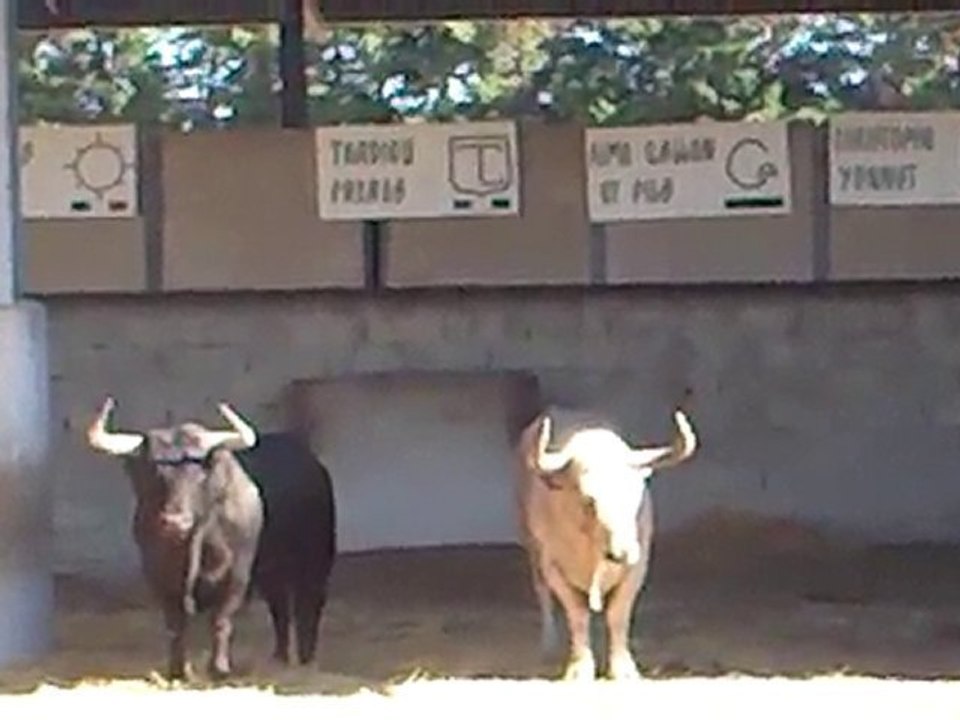 Toros de la concours française