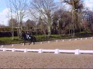 Willow -  Etalon de Dressage