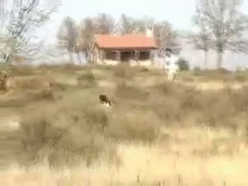 YouTube - Roy del Castillo de Almansa - Epagneul Breton