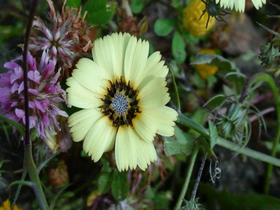 Un Printemps Algérien, Algérie Découverte