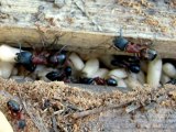 Bellingham Home Inspector (King of the House) Carpenter Ants