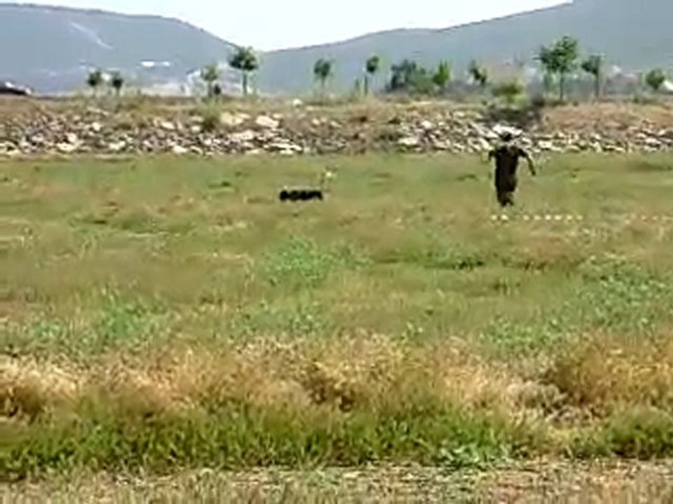 Muğla Merkez Avcıları Fermalı Av Köpeği Yarışması - Şans