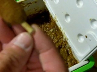 How To Thicken Catfish Punch Bait With Cattails