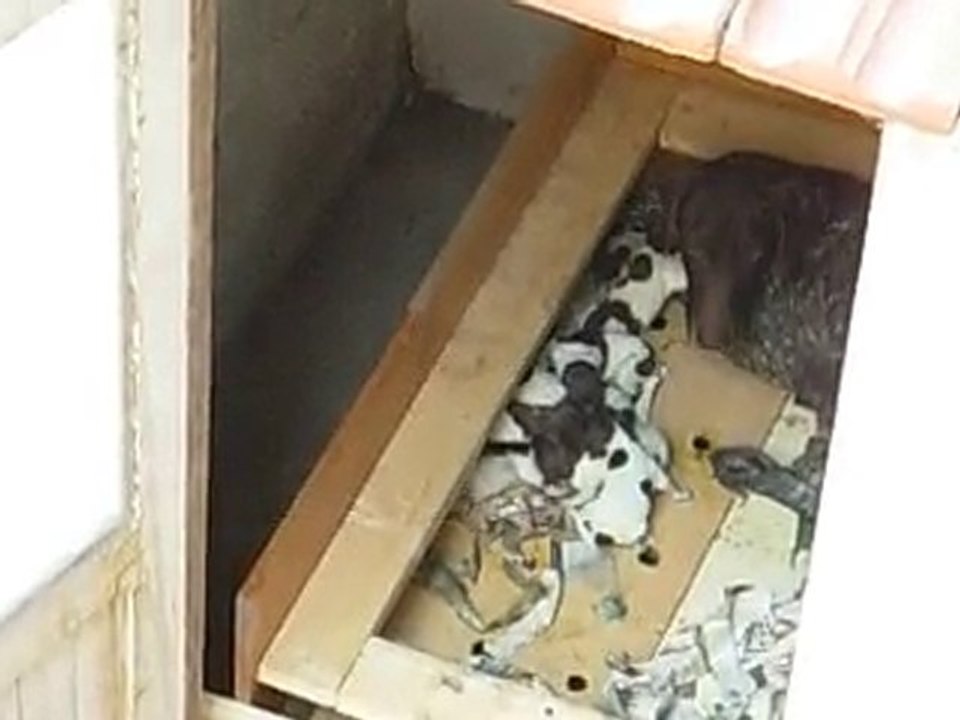 Şans 22.08.2010 Doğum & Yavrular