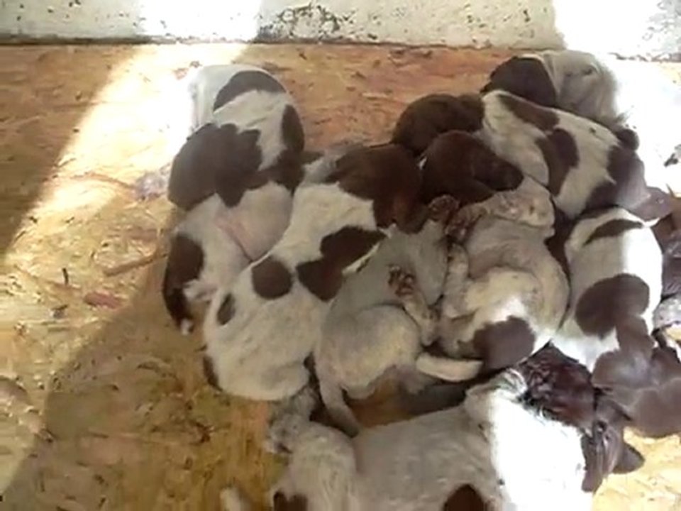 05.09.2010 Şans ve Yavrular