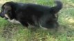 Cute German Shepherd pups playing in the garden