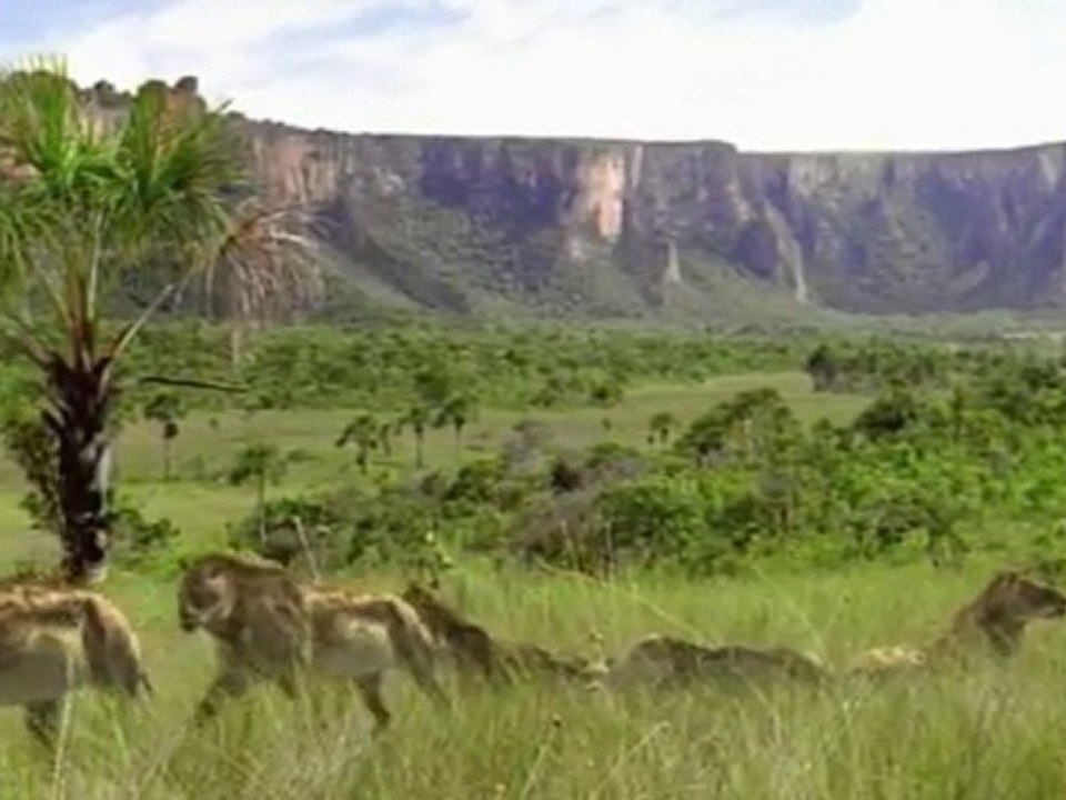 Marche avec les animaux - Dents de sabre p2