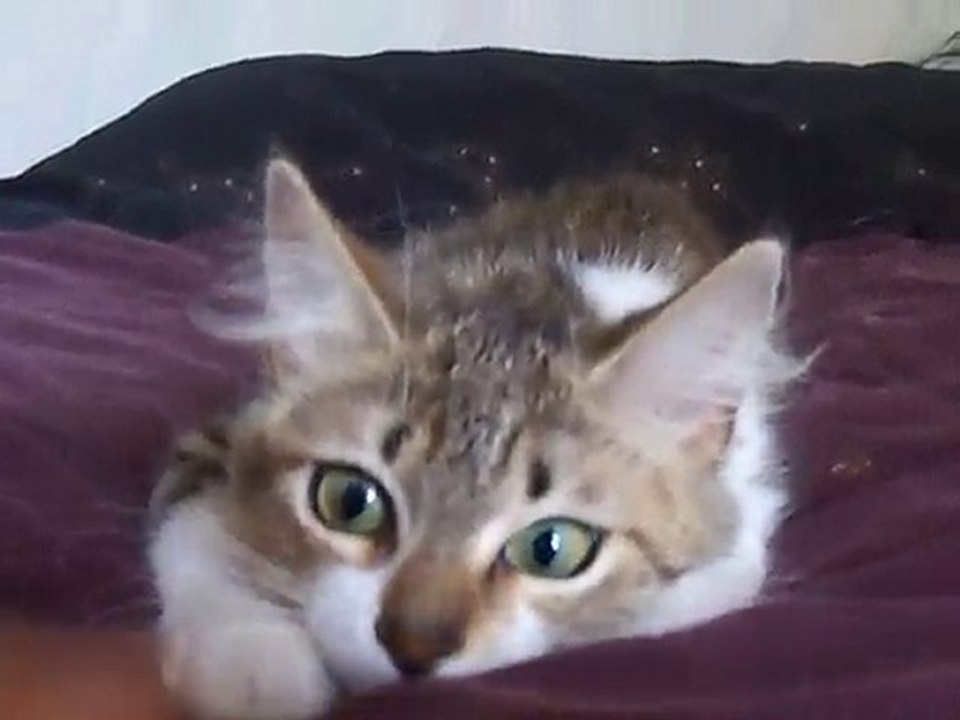 Dodi