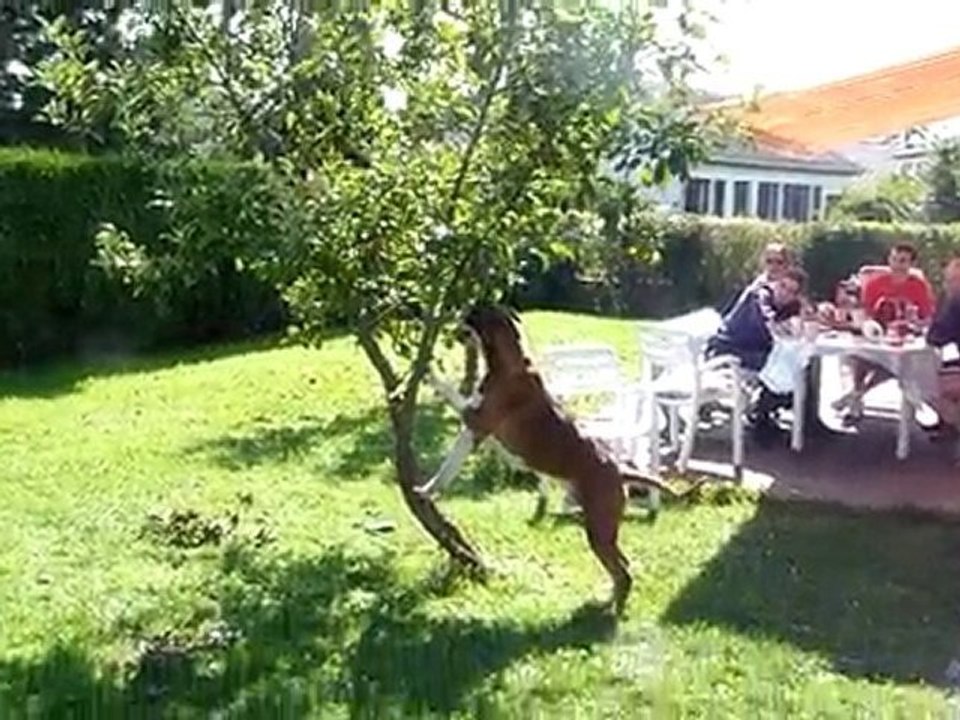 Rendez-moi mon ballon...